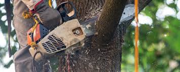 Best Hazardous Tree Removal  in Dahlgren, VA