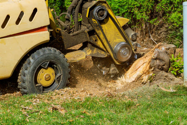 Best Tree Mulching  in Dahlgren, VA