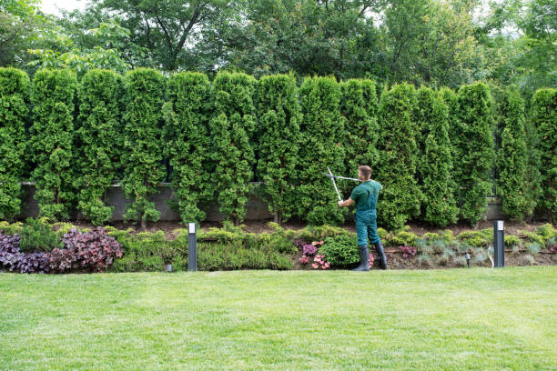 Best Lawn Disease Treatment  in Dahlgren, VA