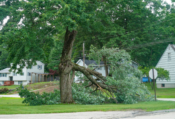 Leaf Removal in Dahlgren, VA