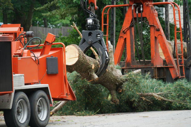 Best Storm Damage Tree Cleanup  in Dahlgren, VA